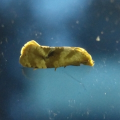 Tortricidae