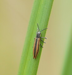 Eurispa vittata