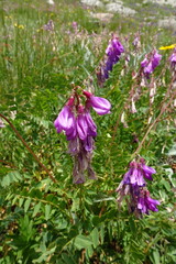 Hedysarum caucasicum