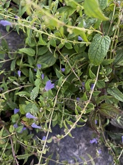 Scutellaria