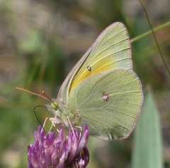 Colias christina