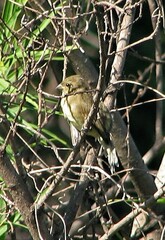 Sporophila hypoxantha