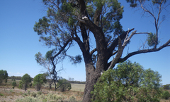 Myoporum platycarpum