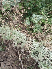 Artemisia absinthium
