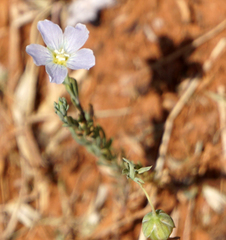 Linum pratense