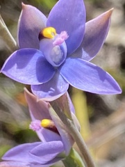 Thelymitra malvina