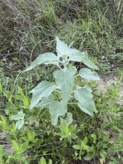 Helianthus argophyllus