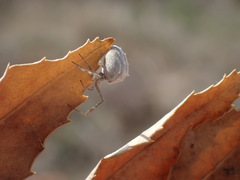Uloborus walckenaerius