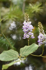 Pueraria montana