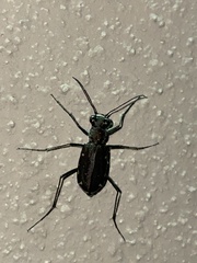 Cicindela punctulata