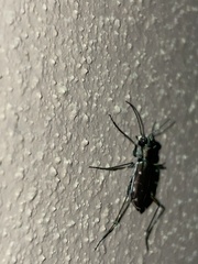 Cicindela punctulata