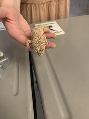 Eublepharis macularius