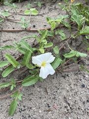 Ipomoea imperati