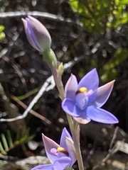 Thelymitra malvina
