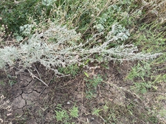 Artemisia absinthium