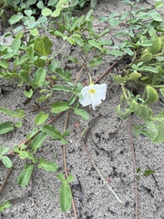 Ipomoea imperati