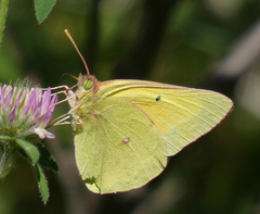 Colias christina