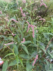 Persicaria