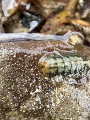 Polyplacophora
