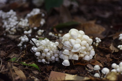 Marasmius hymeniicephalus