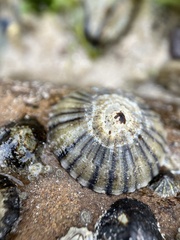 Cellana tramoserica