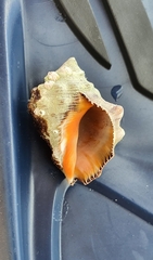 Stramonita haemastoma