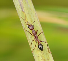 Myrmecia forficata