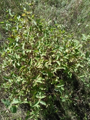 Lonicera tatarica