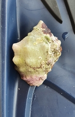 Stramonita haemastoma