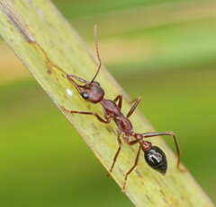 Myrmecia forficata