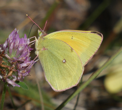 Colias christina