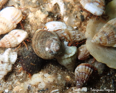 Clibanarius erythropus