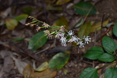 Ainsliaea macroclinidioides