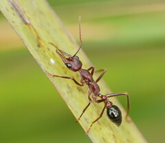 Myrmecia forficata