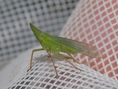 Rhynchomitra microrhina