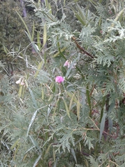 Lathyrus