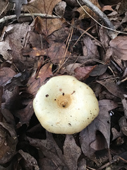 Lactarius pubescens