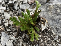 Selaginella tamariscina