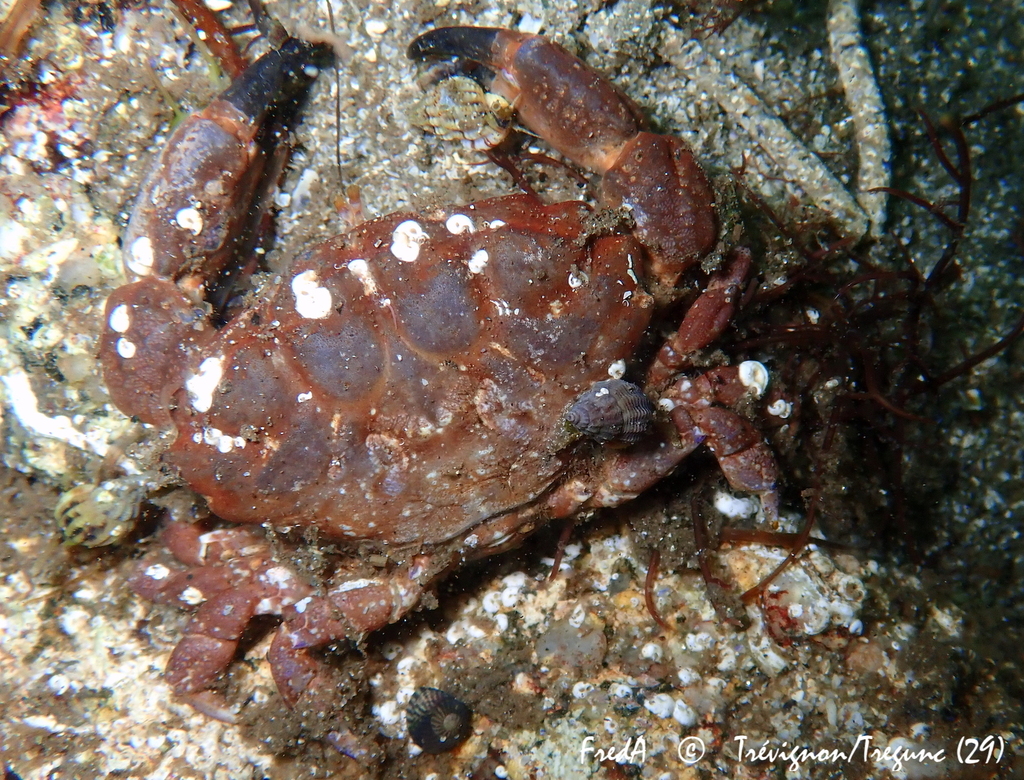 Montagu's Crab