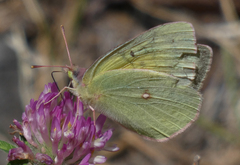 Colias christina