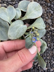 Mertensia maritima