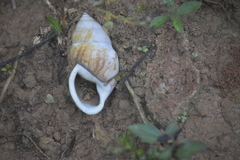 Amphidromus cambojiensis