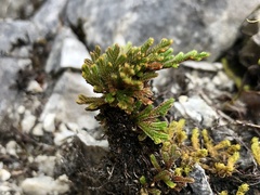 Selaginella tamariscina