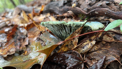 Lactarius indigo