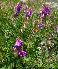 Hedysarum caucasicum