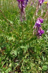 Hedysarum caucasicum