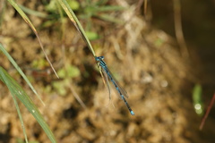Erythromma lindenii