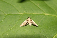 Petrophila canadensis