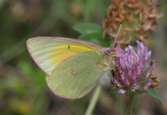 Colias christina