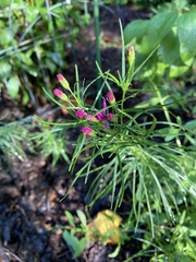 Vernonia lettermannii